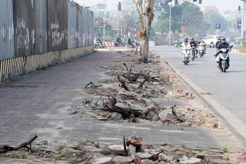 Nhiều cây xanh bị gãy đổ sau bão Yagi chưa được khắc phục trồng lại