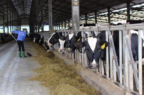 Phát triển chăn nuôi tuần hoàn: 'Lực đẩy' cho sản phẩm xanh, sạch vươn ra thế giới