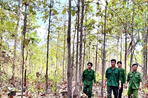 Quy hoạch lâm nghiệp quốc gia: Nền tảng để phát triển bền vững
