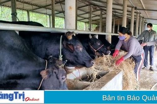 Tỉnh Quảng Trị phấn đấu đến năm 2030 đáp ứng tối thiểu 60% nhu cầu các loại giống vật nuôi