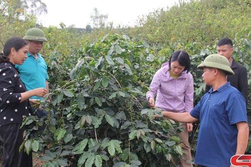 Xây dựng vùng chuyên canh cà phê chất lượng cao