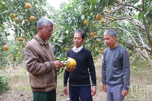 Bưởi Diễn 'bén duyên' đồng đất Phú Bình