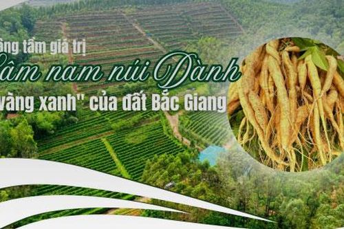 Nâng tầm giá trị sâm nam núi Dành - 'vàng xanh' của đất Bắc Giang