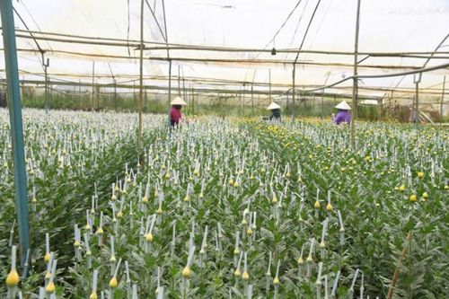 Hoa Đà Lạt chờ ra chợ Tết