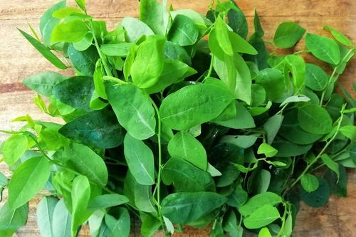 Rửa rau ngót thế nào cho đúng?
