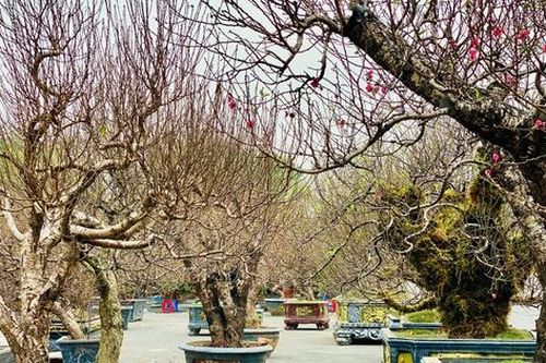 Những gốc đào cổ thụ có giá lên đến hàng trăm triệu đồng vẫn 'cháy' khách thuê