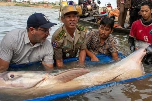 Ngư dân câu được cá trê khổng lồ nặng hơn 130kg trên sông