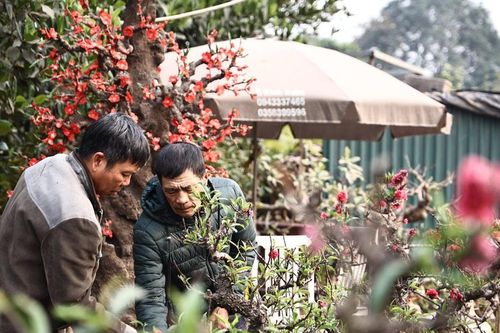 'Đào tiến vua' nằm phòng điều hòa, chờ nở đúng dịp Tết