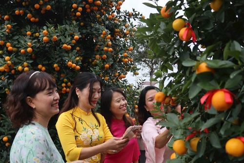 Ngày hội quất cảnh Hội An