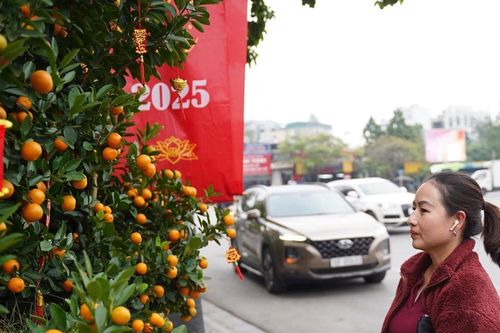 Đào, quất xuống phố đón Tết ở Thủ đô
