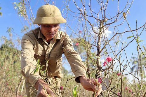 Nghề chăm đào bán Tết trên đất Tây Nguyên