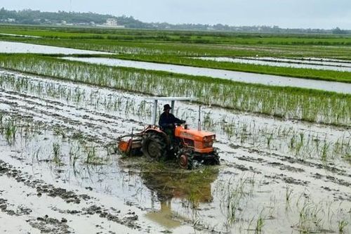 Hơn 1.000 ha lúa đông xuân ở Quảng Ngãi bị ngập úng, hư hại