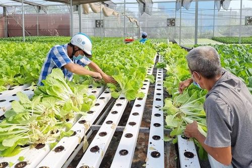 TP Hồ Chí Minh: đẩy mạnh phát triển nông nghiệp đô thị và công nghệ cao