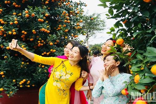 Quảng Nam: Rộn ràng Ngày hội cây quất cảnh Cẩm Hà năm 2025