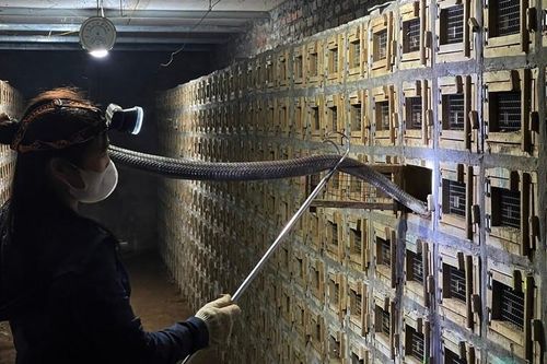 Làng quê nghèo đổi đời thành tỷ phú nhờ nuôi con 'phì phì'