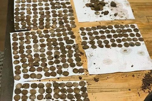 Đôi bạn tìm thấy kho báu đồng xu thời Trung cổ khi dò tìm kim loại