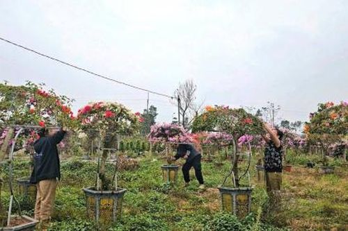 Nông dân làng hoa giấy Phù Đổng rộn ràng chuẩn bị vụ Tết