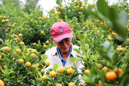 Làng quất cảnh lớn nhất miền Trung 'đắt hàng', nông dân phấn khởi đón tết