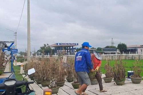 Nhà vườn tất bật dựng sạp, đưa mai ra đường để 'níu' chân khách hàng
