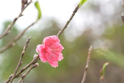Vườn đào tiền tỉ xuống phố, chưa Tết khách đã tới tấp chốt mua hơn nửa