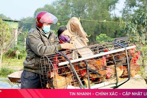 Giá gà thả vườn 'rớt thảm', người chăn nuôi lo thất thu vụ Tết