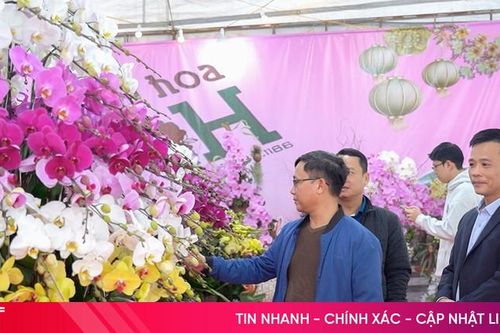 Ngắm những chậu lan 'khủng' đón Tết Ất Tỵ ở Hà Tĩnh
