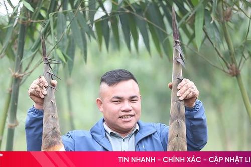 Triển vọng từ mô hình trồng tre lấy măng ở Can Lộc