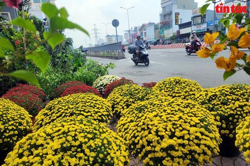 TP Hồ Chí Minh: Hoa Tết xuống phố 'ngóng' người mua