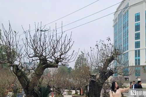 Đào thế, bưởi cảnh vượt hàng trăm cây số phục vụ khách đón Xuân