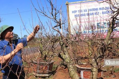 'Thủ phủ' hoa đào trên cao nguyên Đắk Lắk sẵn sàng đón Tết