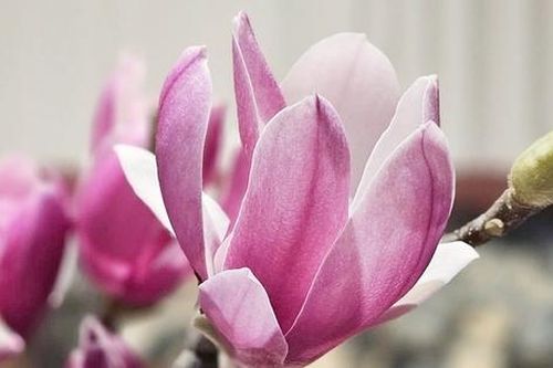 Mộc lan – loại hoa thoạt nhìn giống củi khô nhưng giá cả triệu, được chị em thi nhau 'săn lùng' chơi Tết