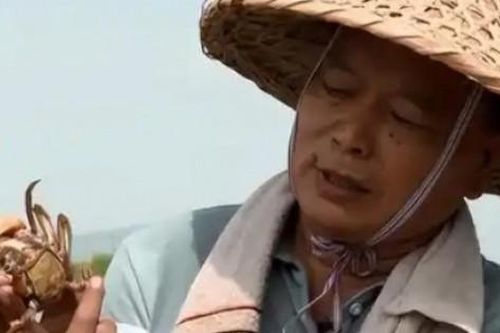 Nuôi 'vàng' trong ao cua kiếm 200 tỉ/năm