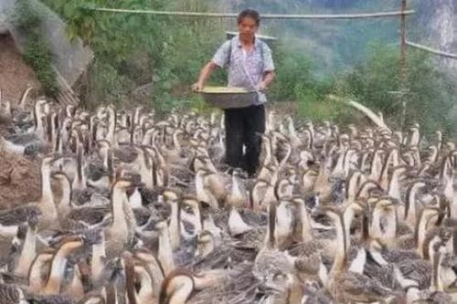 Con ngỗng đẻ một quả trứng mất bao nhiêu ngày? Tại sao ngỗng nuôi nhiều nhưng trứng ngỗng bán lại ít?