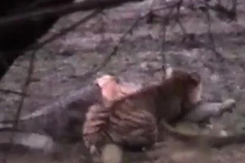 CLIP: 'Ớn lạnh' trước cảnh hổ cái trèo lên lưng, tung đòn chí mạng giết cá sấu 'khủng'