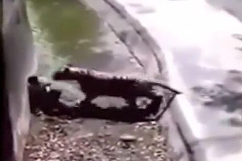 CLIP: Nửa đêm nhảy vào vườn thú trêu hổ, nam thanh niên nhận cái kết ai cũng đoán được