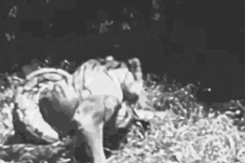 CLIP: Đi săn trăn 'khủng', hổ nhận cái kết đầy đau đớn