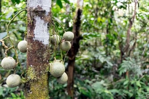 Cây nguy hiểm nhất thế giới không thể chạm vào, chặt hay đốt: Các chuyên gia gãi đầu khi nhìn thấy nó!