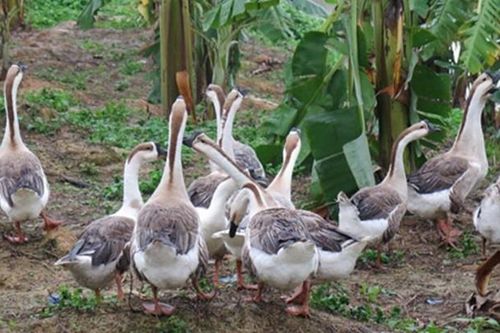 Loài động vật sở hữu 'siêu năng lực' có thể khiến rắn khiếp sợ: Ở Việt Nam có khá nhiều