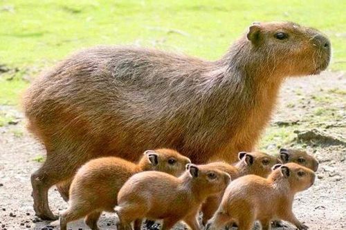 Kỳ lạ loại động vật tự ăn phân của mình: Ngay cả cá sấu cũng thèm thuồng!