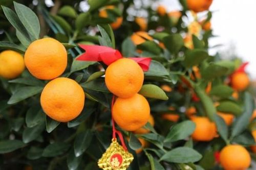 Hàng trăm cây quất cảnh Quảng Nam 'trẩy hội'