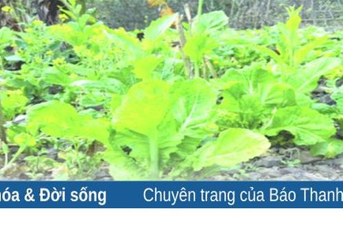 Cây cải Mông nơi rẻo cao