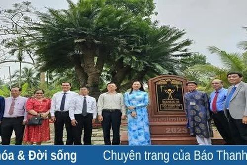Cây thiên tuế 200 tuổi ở Bến Tre được vinh danh là cây di sản