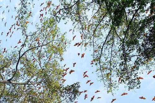 Độc đáo đàn dơi quạ ở cù lao Ông Hổ
