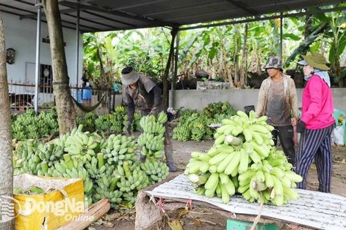 Đặc sản chuối đồi đá hút hàng cuối năm