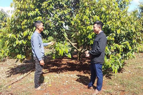 Mang Yang: Linh hoạt chuyển đổi cây trồng để nâng cao thu nhập