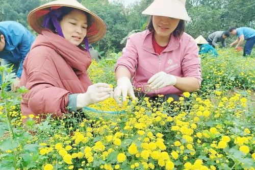 Trung tâm Dịch vụ nông nghiệp huyện Bát Xát thu hoạch lứa hoa cúc chi đầu tiên chế biến trà hoa cúc