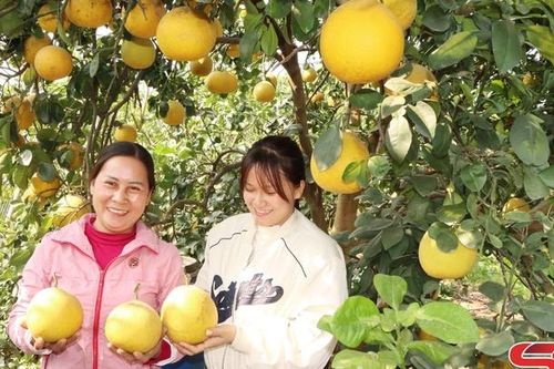 Đột phá trong sản xuất nông nghiệp Sông Mã