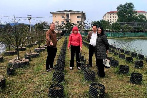 Kiểm tra thực địa mô hình trồng cây mai vàng Huế