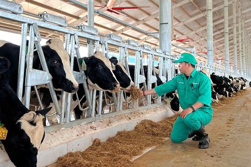 Vinamilk (VNM) nâng mức đầu tư cho trang trại bò sữa tại Lào lên hơn 2.100 tỷ đồng