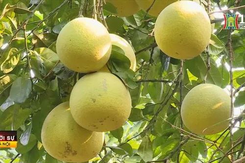 Hà Nội tập trung phát triển cây trồng chủ lực